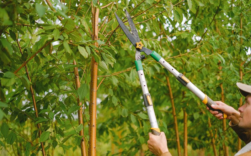 Tree trimming in New Waverly, IN