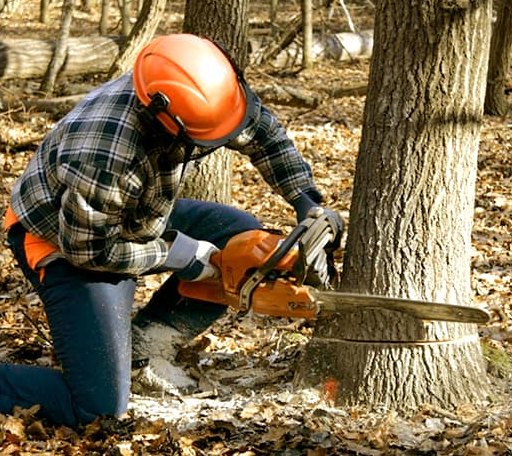 Tree Removal in New Waverly, IN